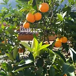 Tangerine Rabac