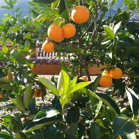 Tangerine Rabac