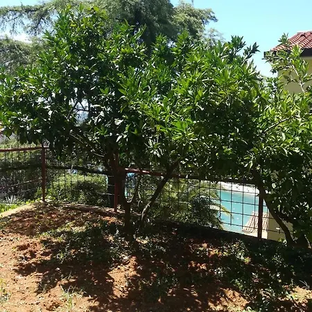 Tangerine * Рабац