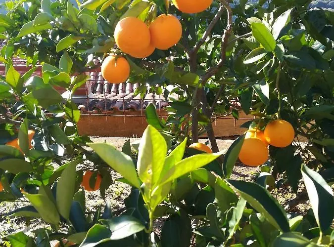 Tangerine Rabac